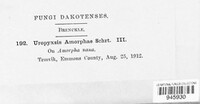 Uropyxis amorphae image